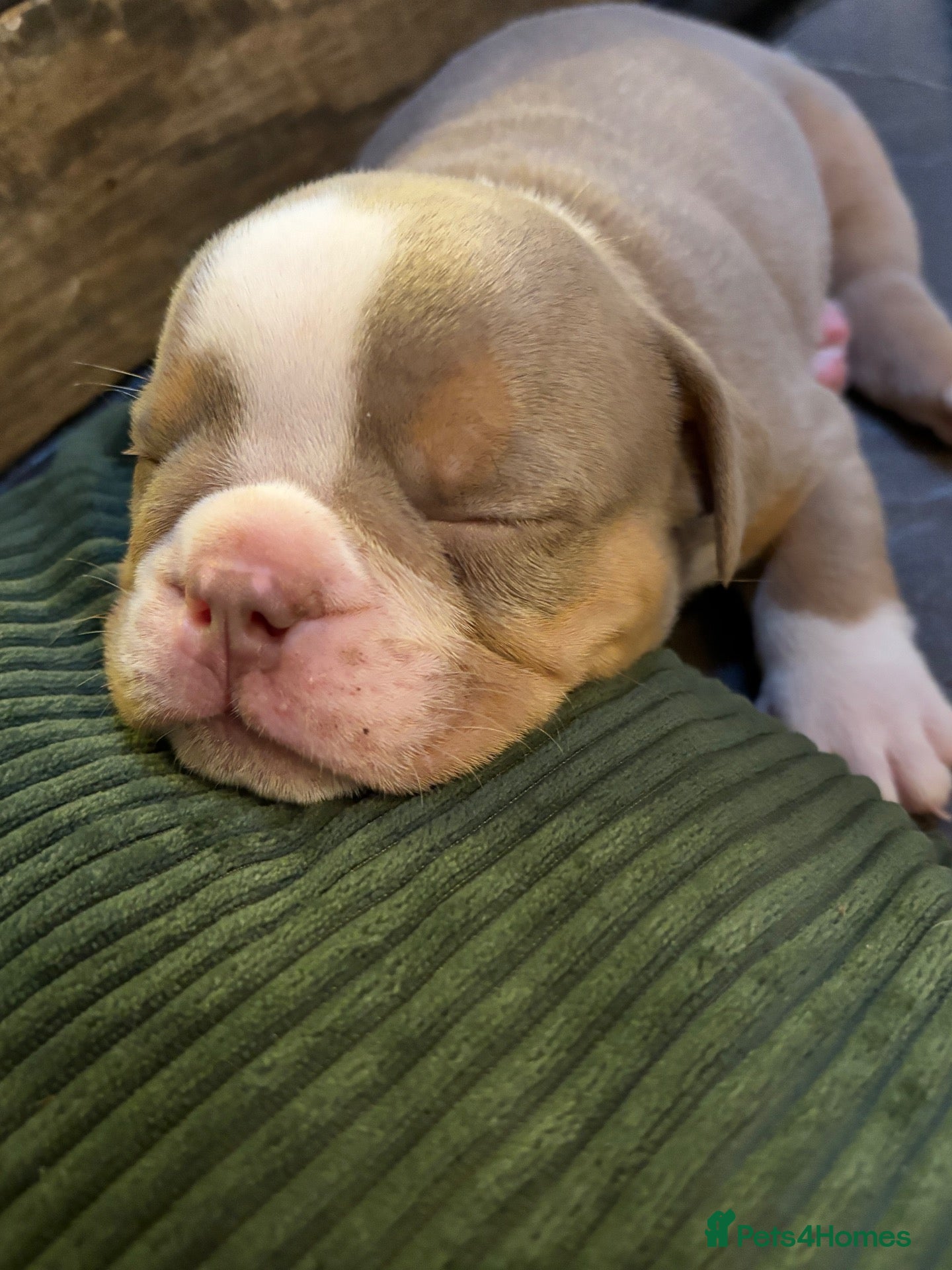 Olde English Bulldogge dogs 8 beautiful and chunky puppies amazing colours 🤩 - Advert 2