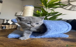 British Shorthair cats for sale: GCCF Outstanding British Short Hair kitten  - Image 8