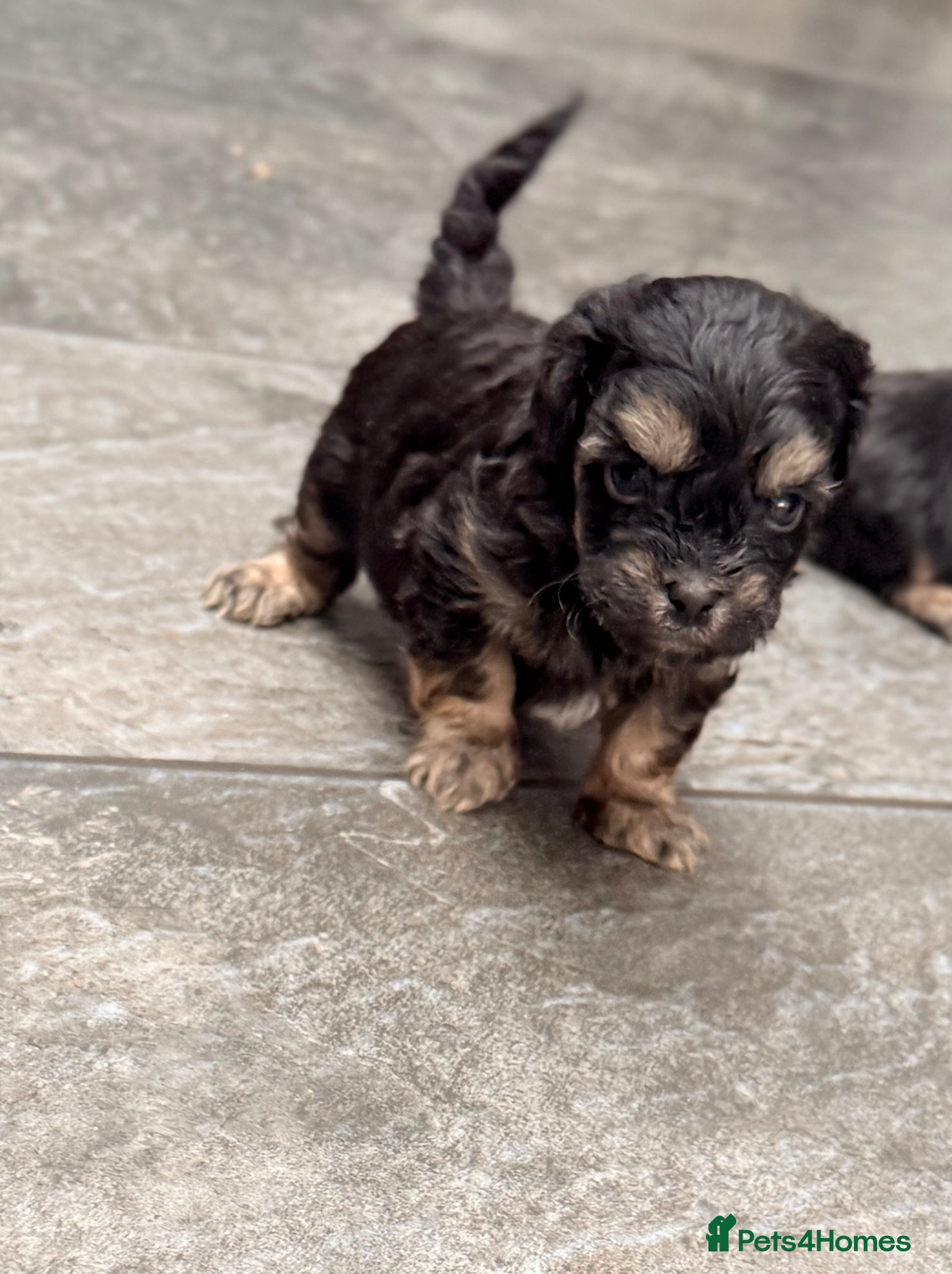 Shihpoo dogs Stunning Phantom Shihpoos! - Advert 2