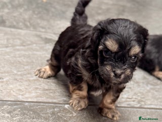 Shihpoo dogs Stunning Phantom Shihpoos! - Advert 10