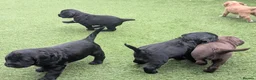 Sprocker dogs for sale: Beautiful Sprocker Puppies Seeking Forever Homes in Hengoed - Advert 23