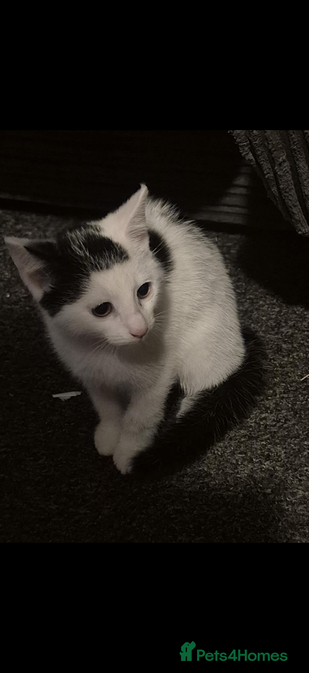 Mixed Breed cats for sale: 2 Stunning babies - Advert 6