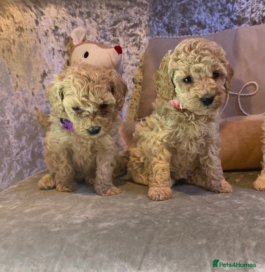 Toy Poodle dogs for sale: ✨Beautiful Litter of Healthy Poodle Puppies ✨🐩 - Advert 11