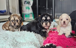 Shih Tzu dogs for sale: Beautiful Shih Tzu Puppies  - Image 19