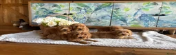 Cockapoo dogs for sale: Cockapoo F1 show type pups, PRIZEWINNING LINES  - Advert 2