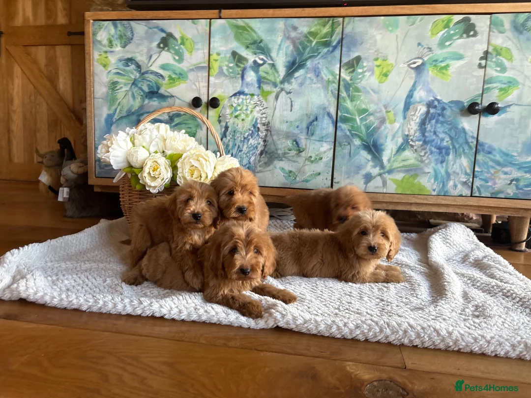 Cockapoo dogs for sale: Cockapoo F1 show type pups, PRIZEWINNING LINES  - Advert 2