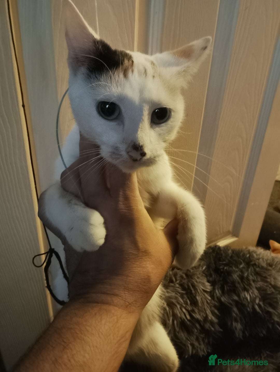 Mixed Breed cats for sale: So Cute and Beautiful Kittens  - Image 9
