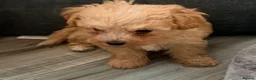 Maltipoo dogs for sale: F1 maltipoo pups  - Advert 4