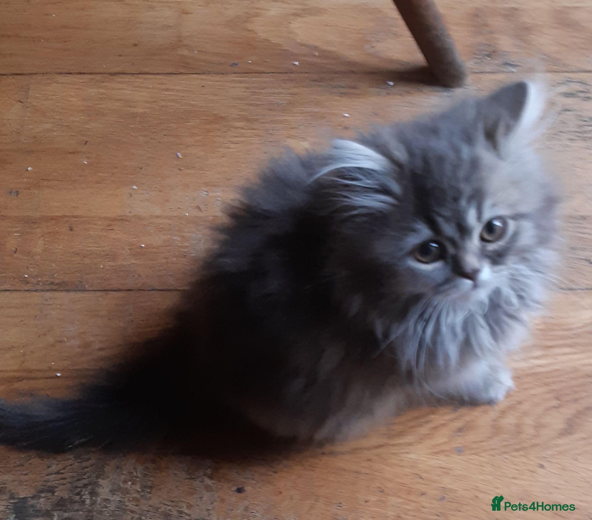 Persian cats Chocolate Box Kittens - Advert 2