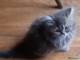Persian cats Chocolate Box Kittens - Advert 2