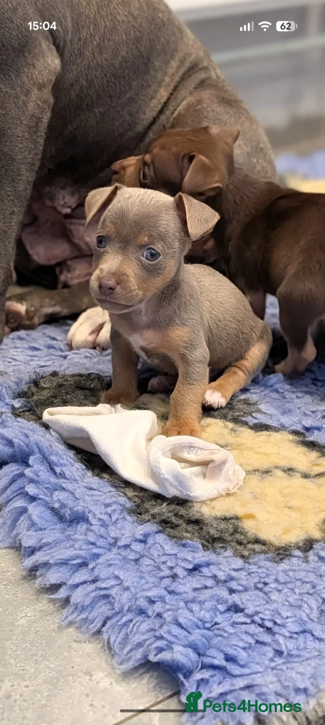 Jack Russell dogs for sale: Miniature Jack Russell  - Advert 17