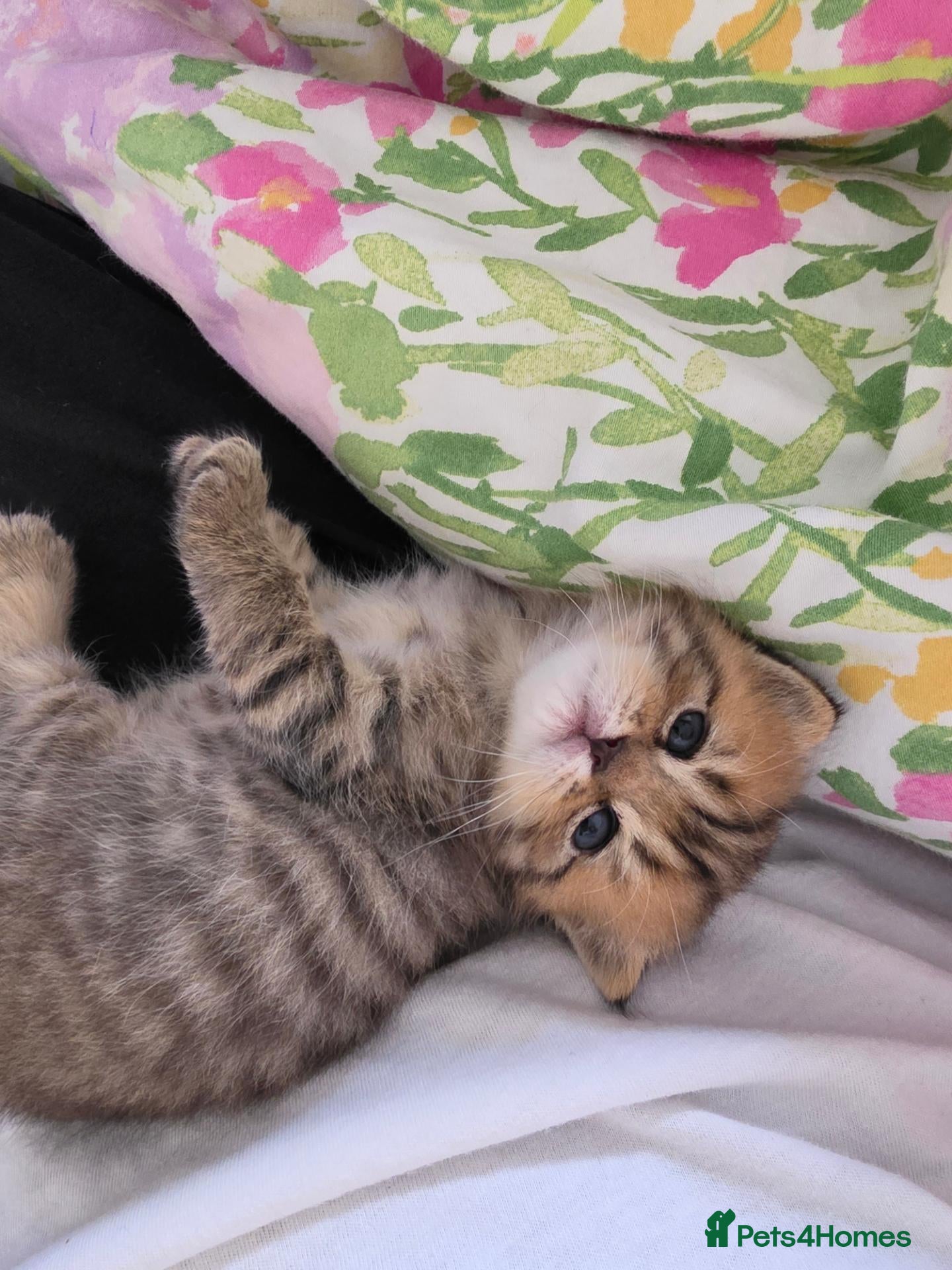 British Shorthair cats Beautiful TICA Kittens -Exceptional Pedigree Lines - Advert 2