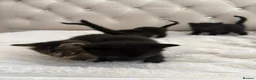 Mixed Breed cats for sale: 3 Beautiful Black Girl Kittens - Advert 15