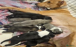 Lurcher dogs for sale: Lurcher puppies  - Image 1