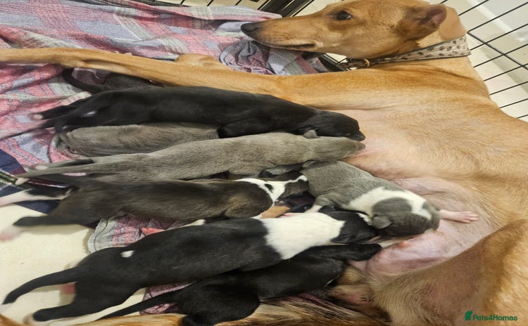Lurcher dogs - Advert 2