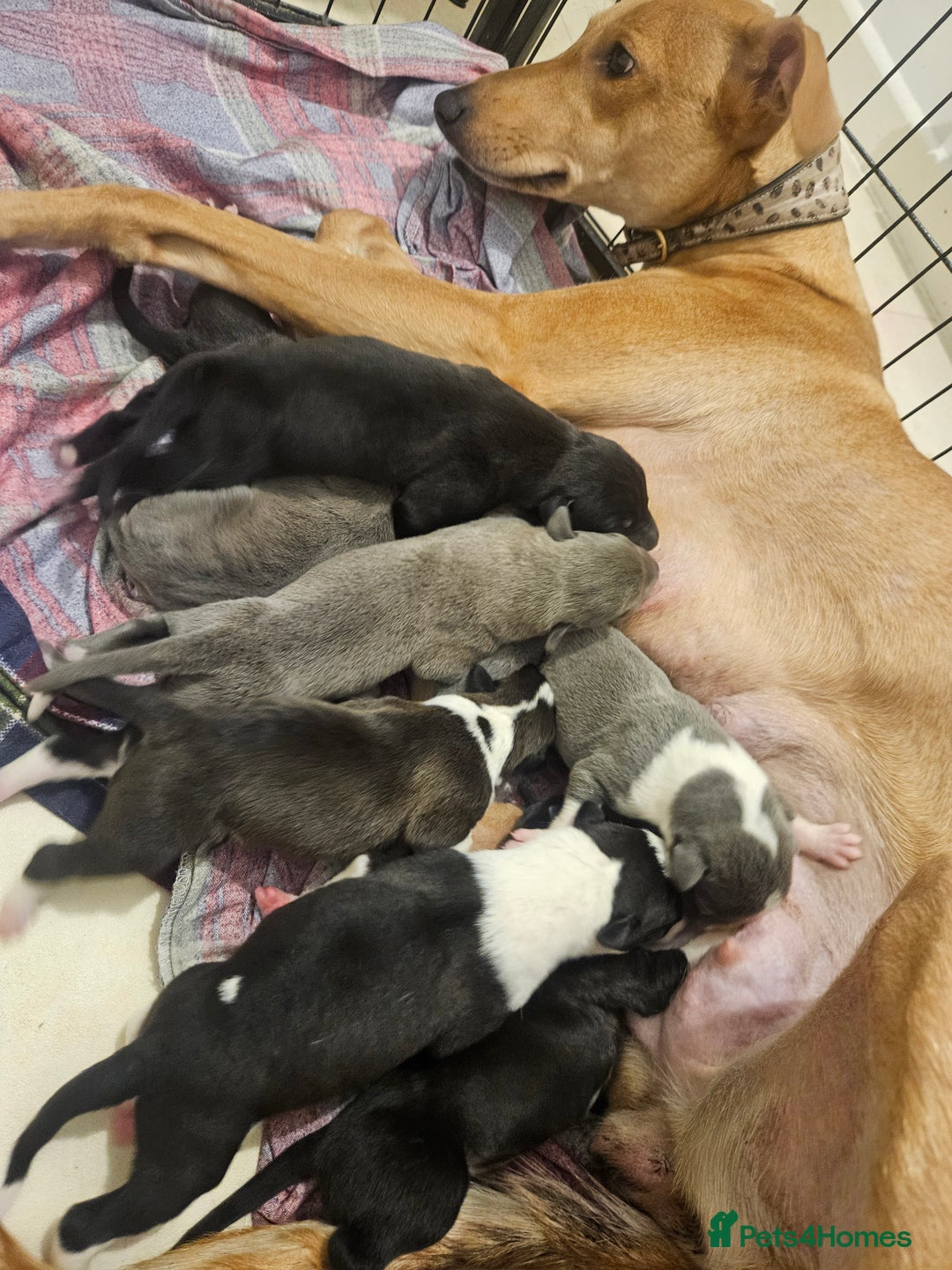 Lurcher dogs for sale: Lurcher puppies  - Image 1