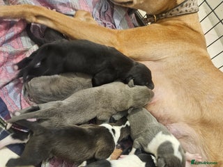 Lurcher dogs - Advert 35