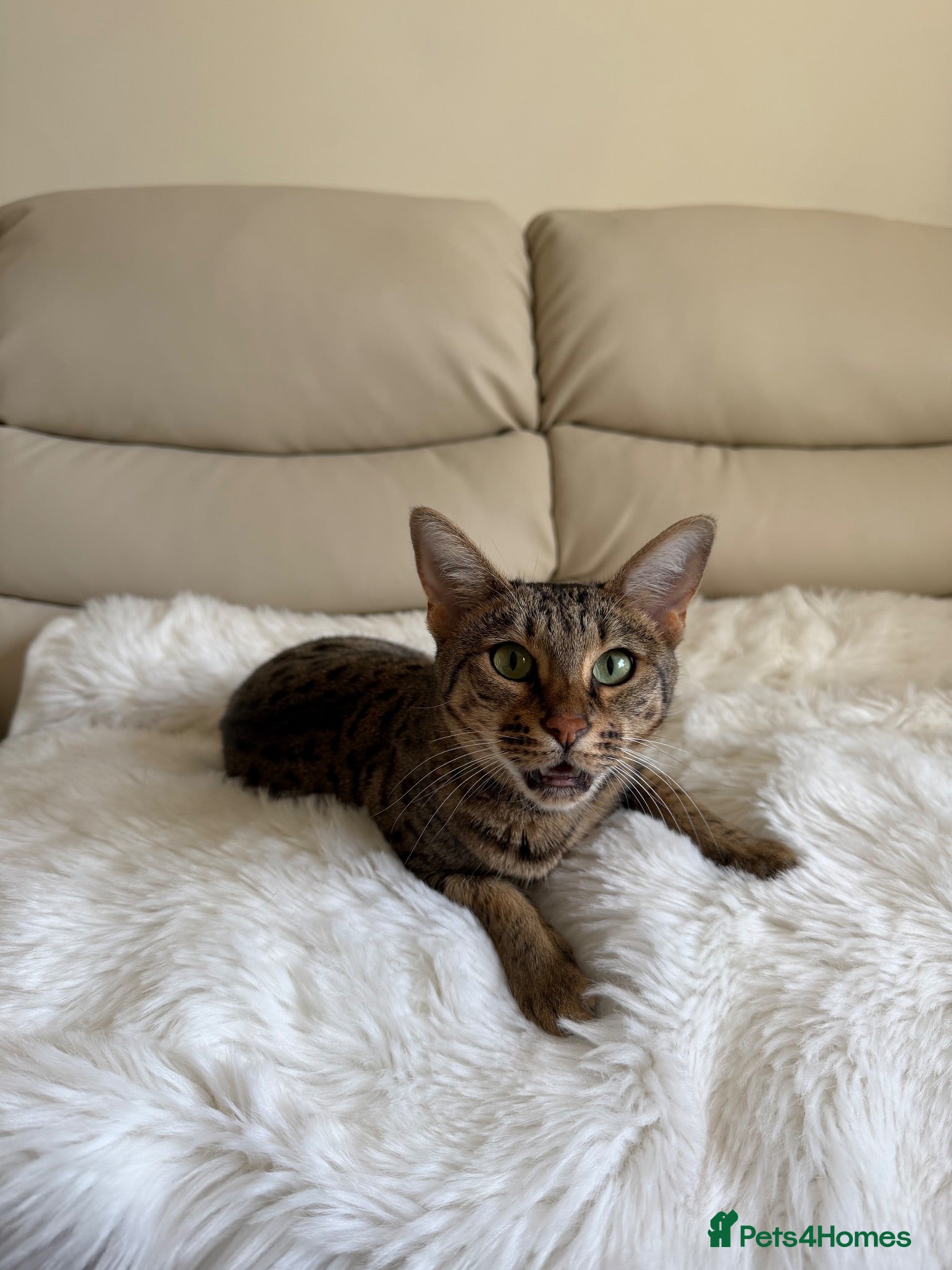 Savannah cats Beautifully marked pedigree savannah adult cat - Advert 2