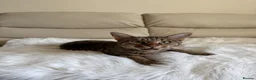 Savannah cats for sale: Beautifully marked pedigree savannah adult cat - Advert 1