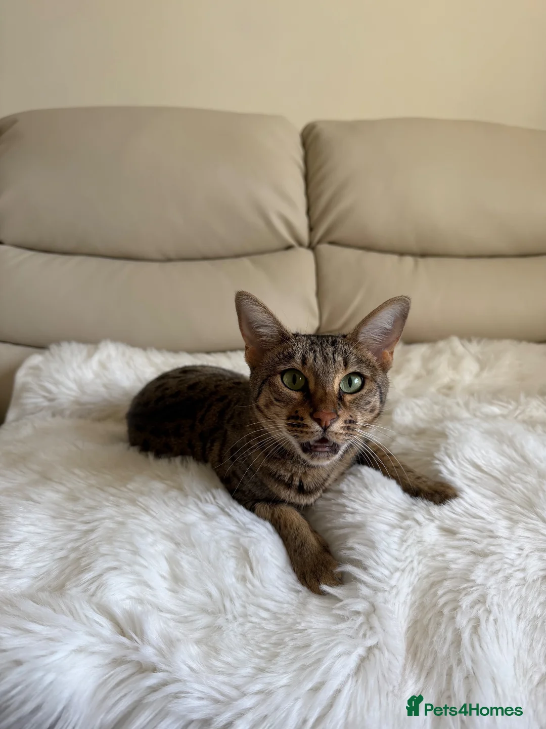 Savannah cats for sale: Beautifully marked pedigree savannah adult cat - Advert 1