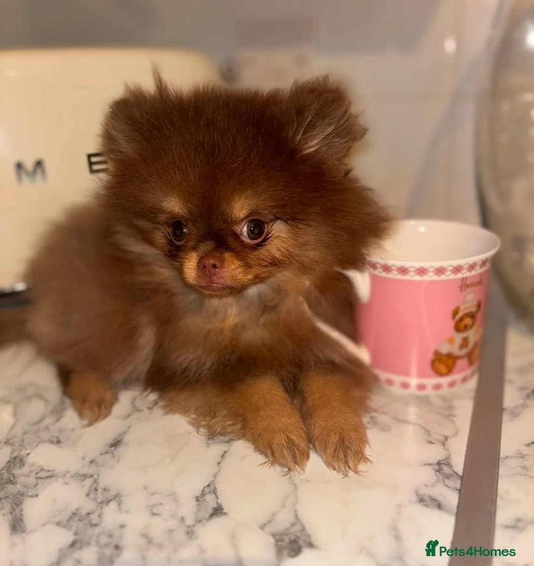 Pomeranian dogs for sale: Miniature Chocolate & Tan Pomeranian💗 - Advert 10