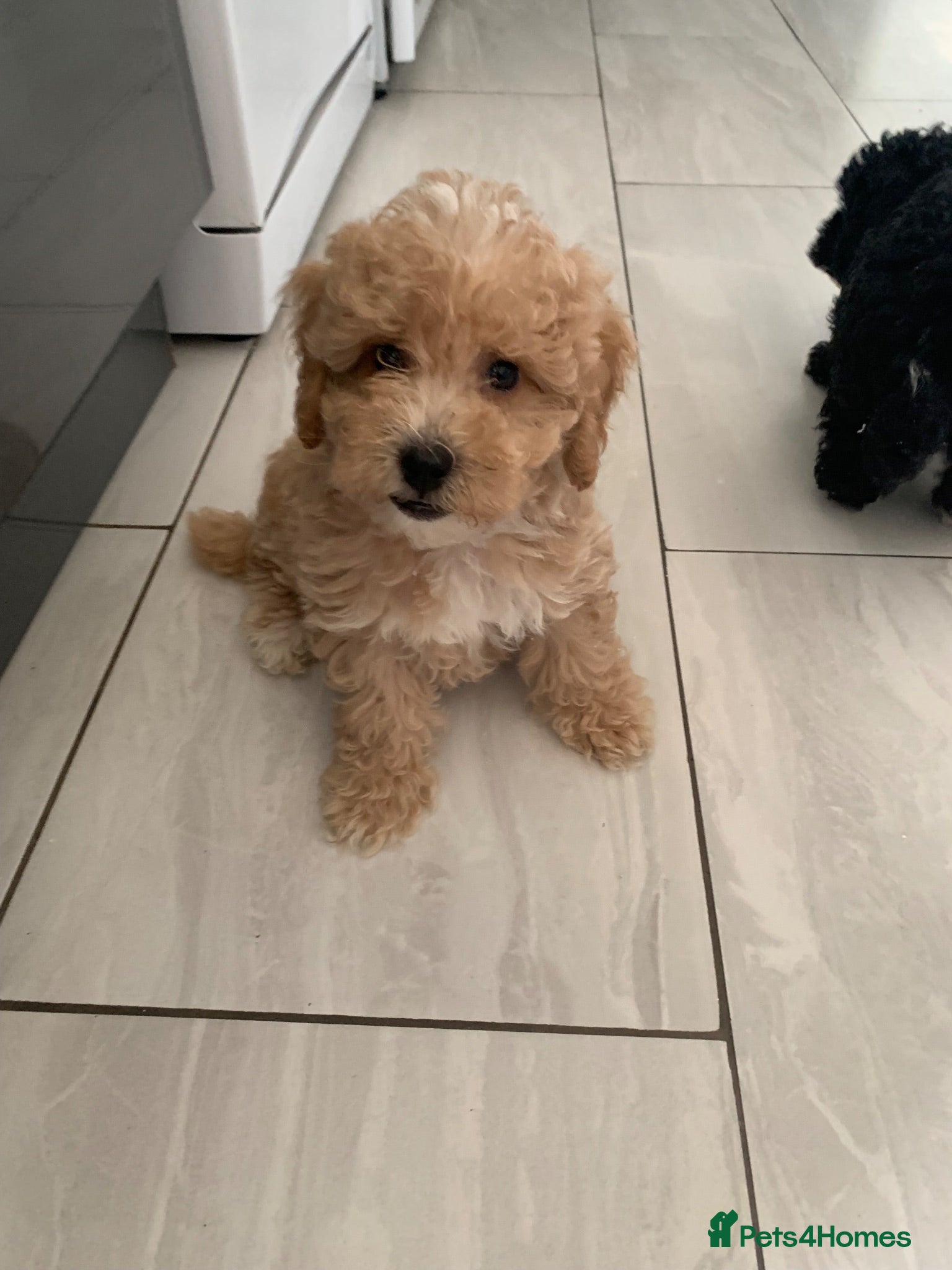 Cockapoo dogs Amazing DNA/BVA CLEAR toy cockapoo puppies  - Advert 2