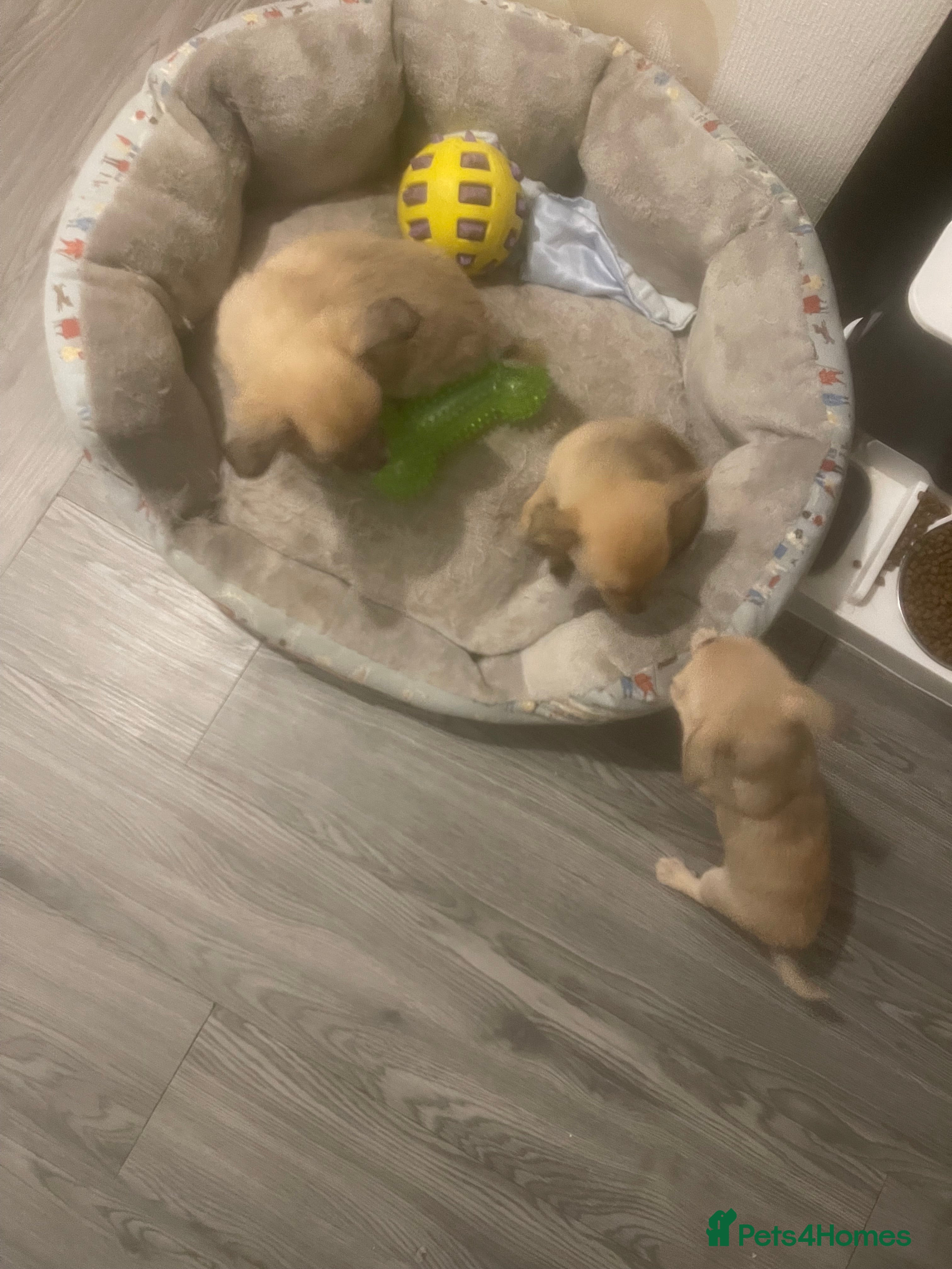 Chihuahua dogs Beautiful cream puppies for sale  - Advert 2