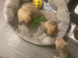 Chihuahua dogs Beautiful cream puppies for sale - Advert 8