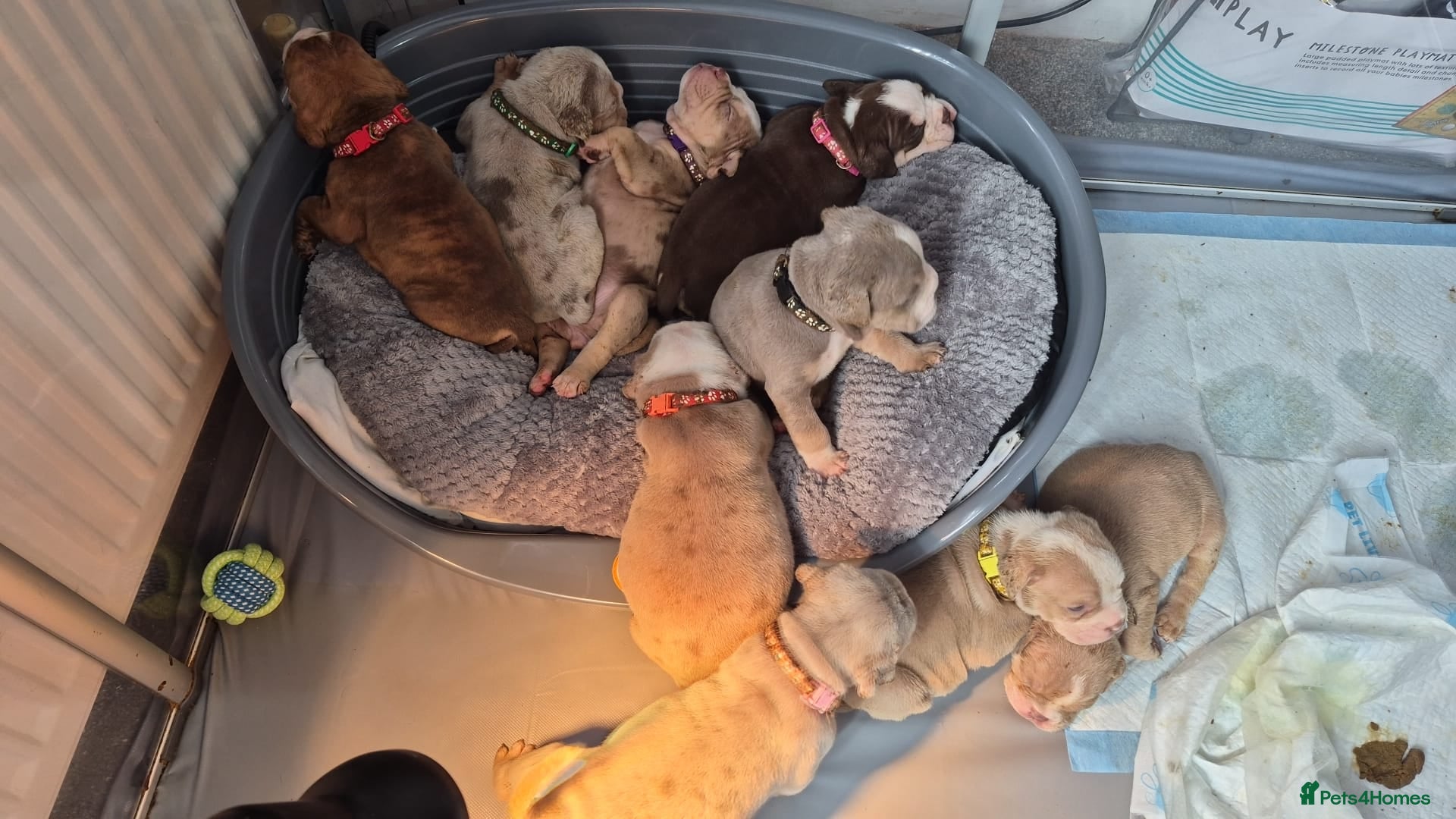 Mixed Breed dogs Stunning English Bulldogs ready to leave today - Advert 1