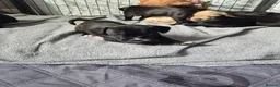 Mixed Breed dogs for sale: 🐾 Beautiful French Bulldog × Cockapoo Puppies 🐾 - Advert 24