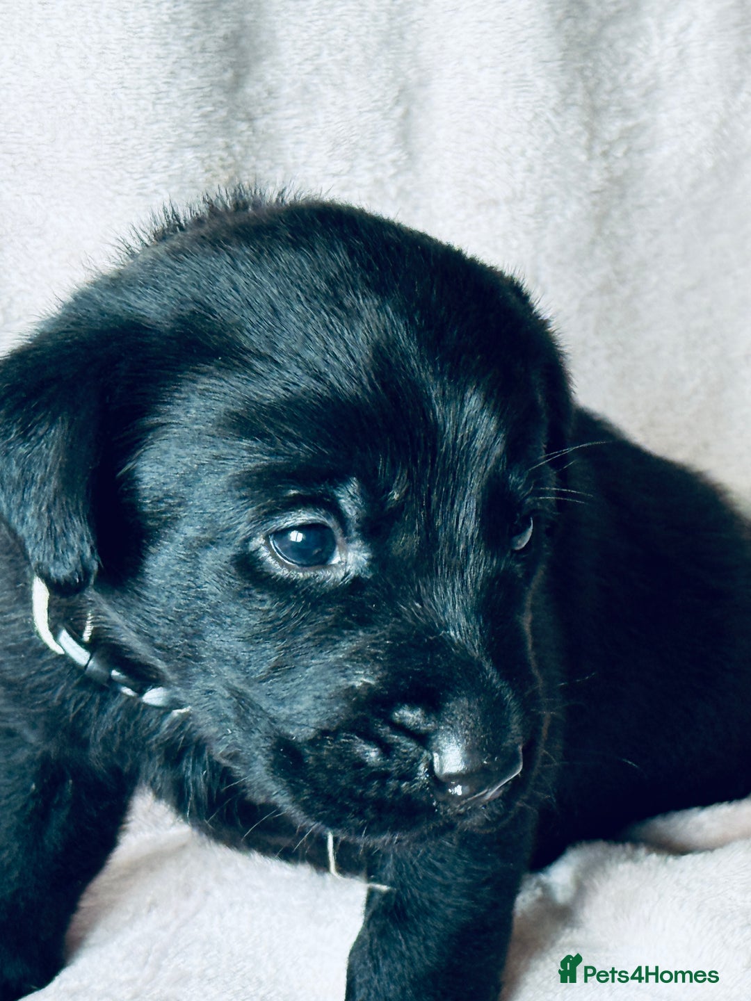 Labrador Retriever dogs for sale: Perfect Litter of 5th Generation Labrador Puppies - Advert 11