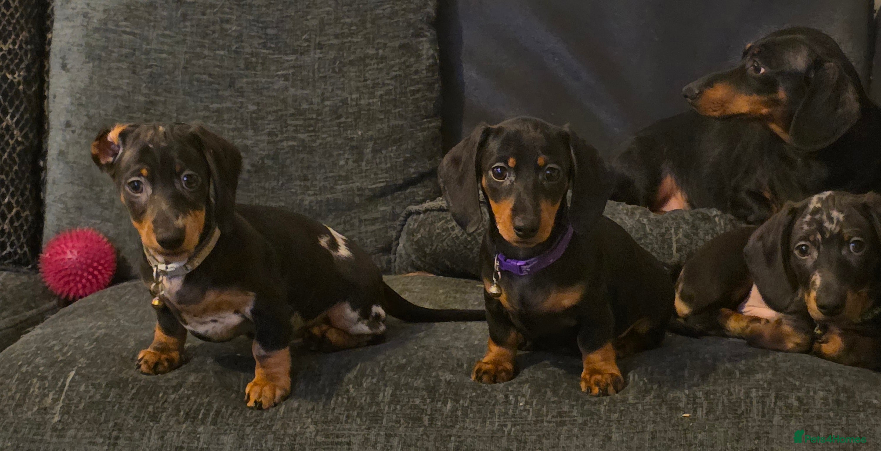 Dachshund dogs Lovely mini dachshund puppies  - Advert 15