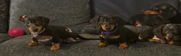 Dachshund dogs for sale: Lovely mini dachshund puppies  - Advert 1