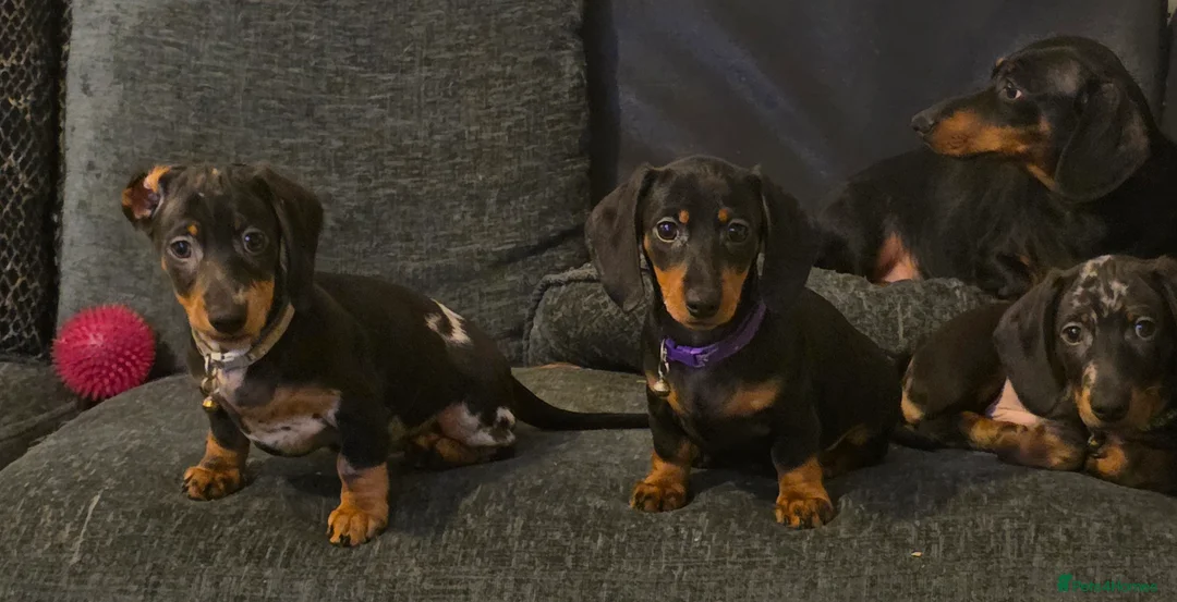 Dachshund dogs for sale: Lovely mini dachshund puppies  - Advert 1