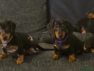 Dachshund dogs Lovely mini dachshund puppies - Advert 15