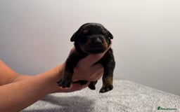 Dobermann dogs for sale: ⭐️🩸12x Championship Bloodline Doberman Puppies - Image 8