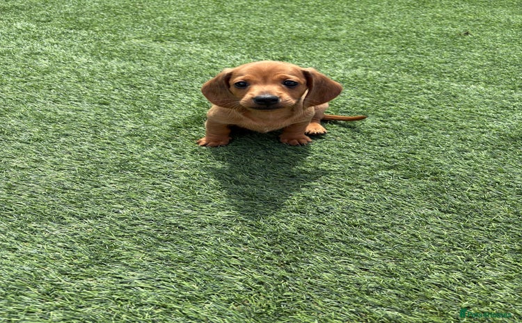 Miniature Dachshund dogs - Advert 5