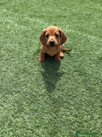 Miniature Dachshund dogs - Advert 2