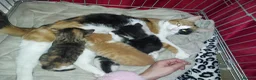 Mixed Breed cats for sale: Kittens  in Milton Keynes - Advert 1