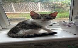 Mixed Breed cats for sale: Beautiful  - Image 2