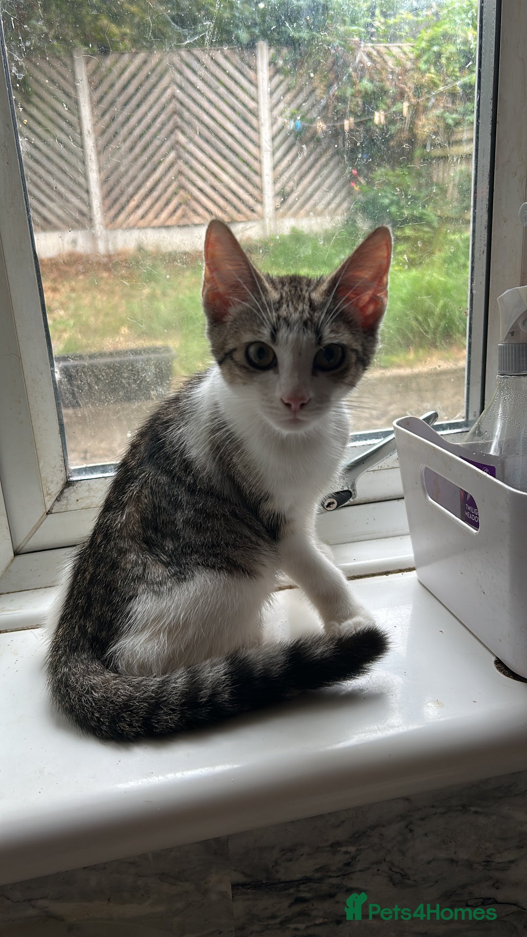 Mixed Breed cats for sale: Beautiful  - Image 2