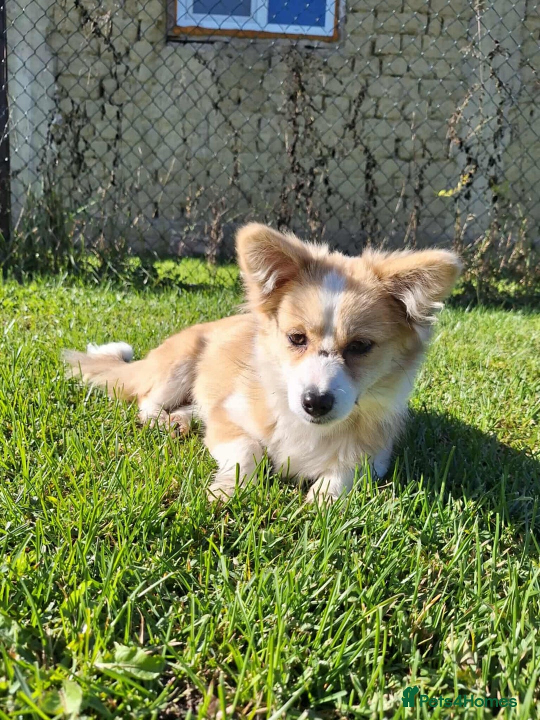 Mixed Breed dogs for adoption: Lilly for adoption - Image 10