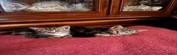 Bengal cats for sale: Half Bengal kittens - Advert 2