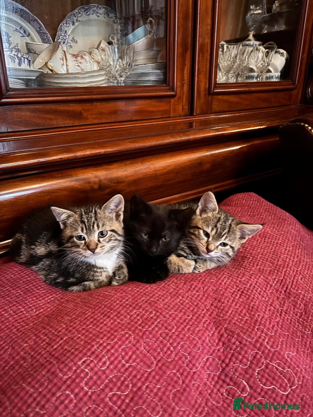 Bengal cats for sale: Half Bengal kittens - Advert 2