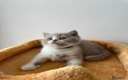 British Shorthair cats for sale: 🐻 Beautiful Teddy Bear BSH and BLH 🐻 - Image 21
