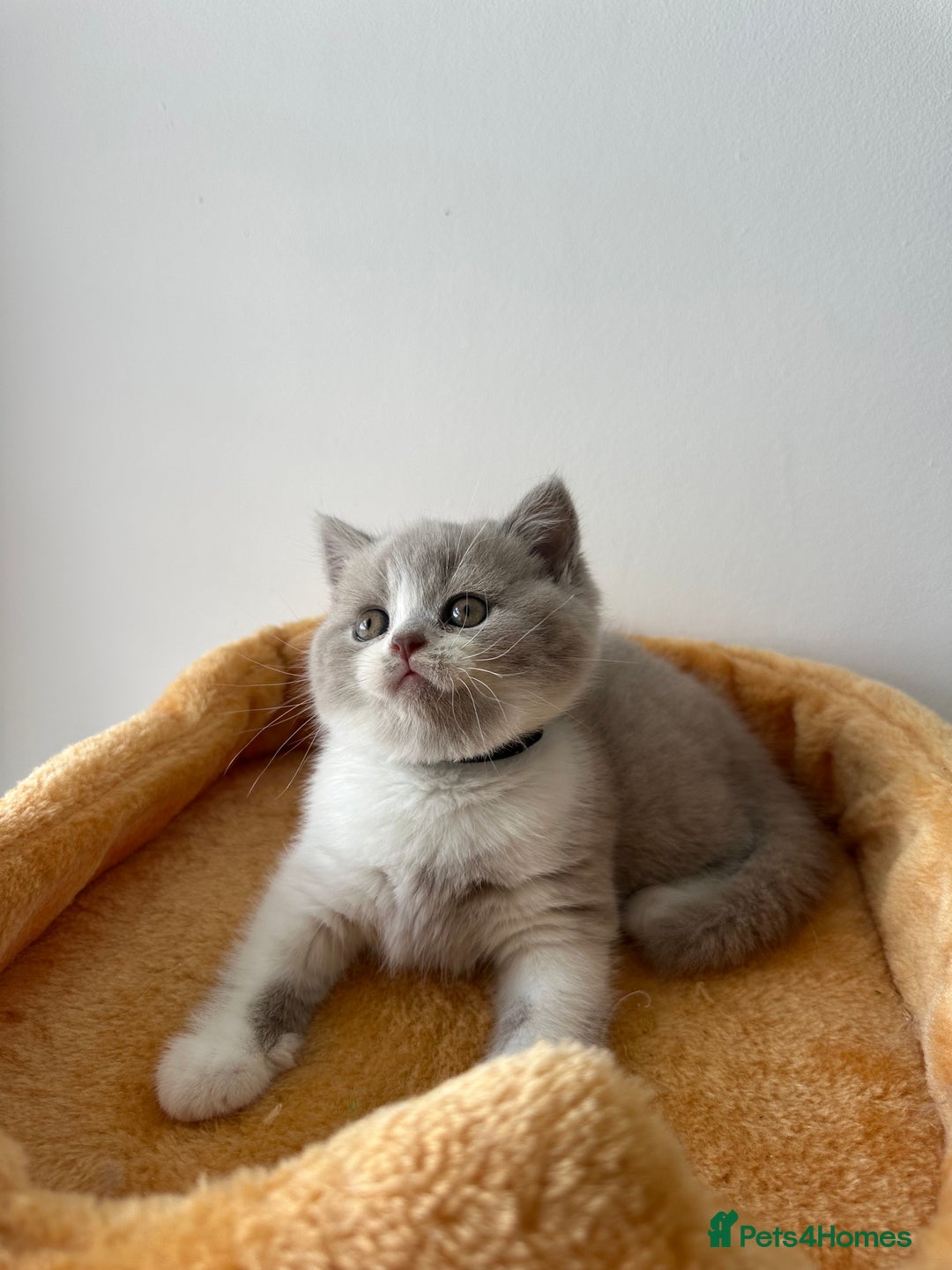 British Shorthair cats for sale: 🐻 Beautiful Teddy Bear BSH and BLH 🐻 - Image 21