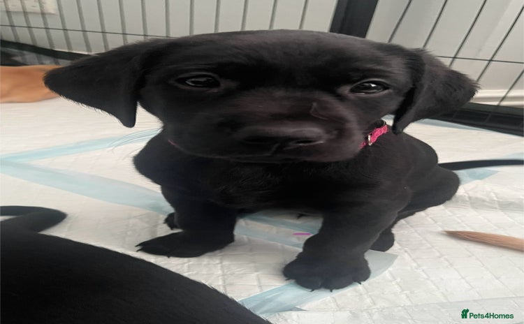 Labrador Retriever dogs - Advert 7