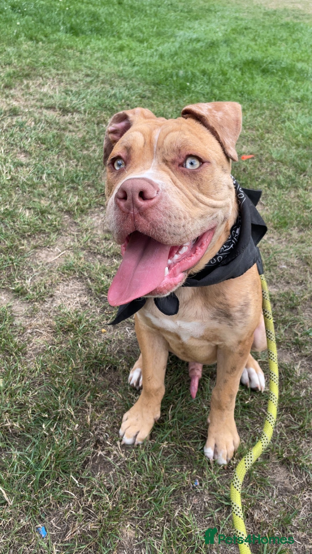 Mixed Breed dogs for sale: Reggie  - Image 4