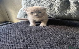 Scottish Fold cats for sale: Scottish fold kittens for sale  - Image 23