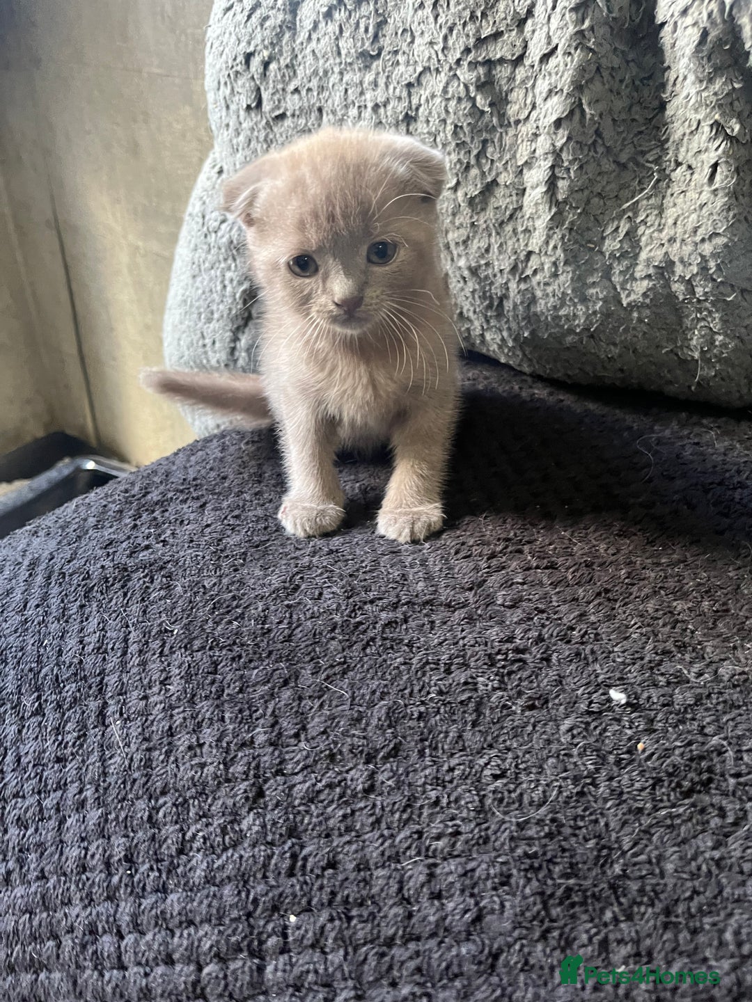 Scottish Fold cats for sale: Scottish fold kittens for sale  - Image 23
